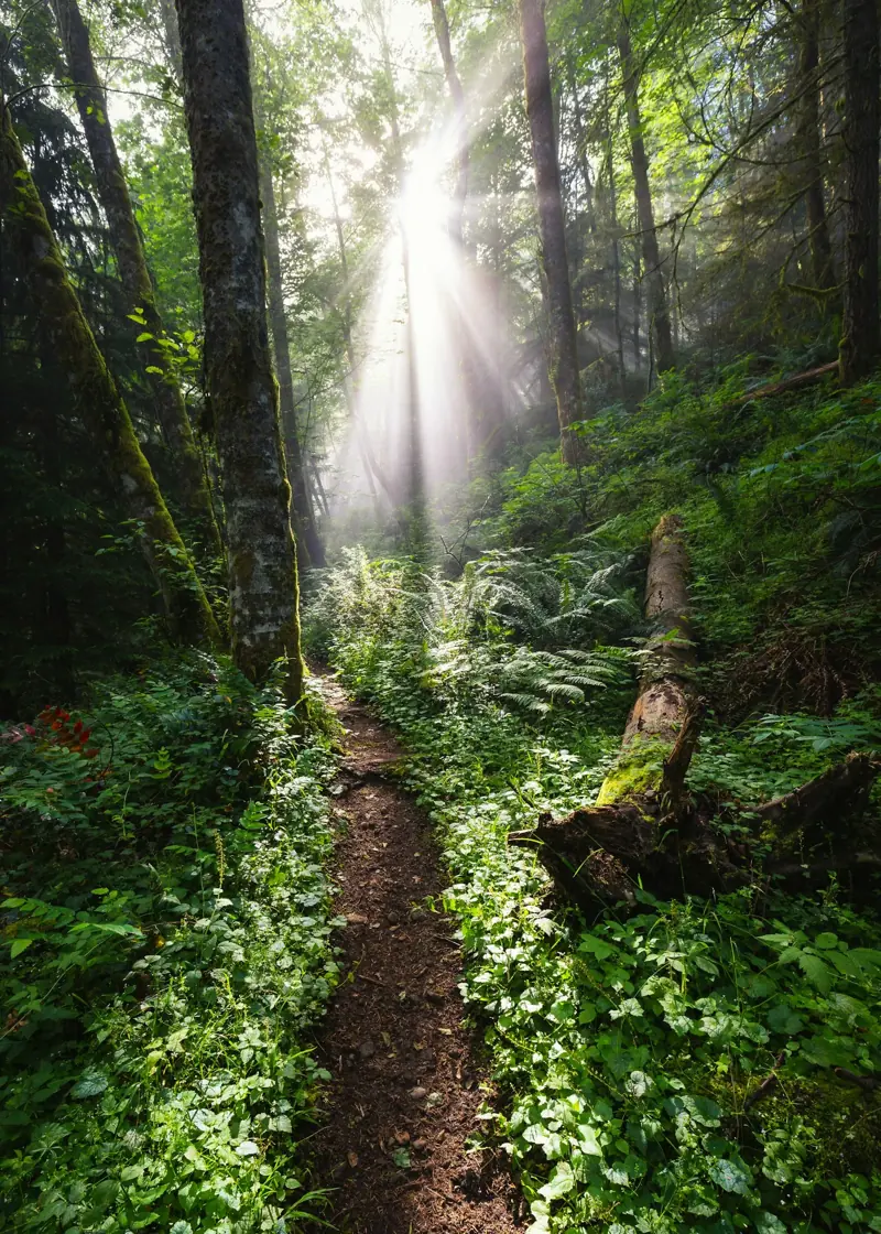 Sunlight falls across a fern-lined woodland walking trail